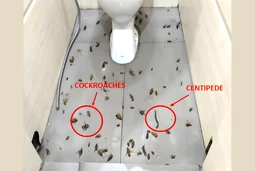 after-cockroach-control-atlanta-ga after-cockroach-control-atlanta-ga