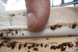 before-bed-bug-removal-atlanta before-bed-bug-removal-atlanta