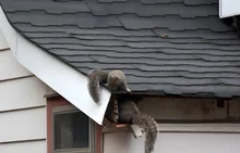 before-squirrel-removal-atlanta before-squirrel-removal-atlanta