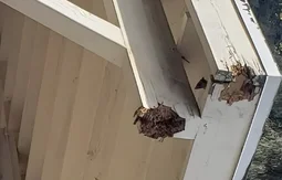 before-termite-damage-atlanta before-termite-damage-atlanta