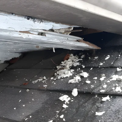 rodent-exclusion-before rodent-exclusion-before