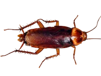 American cockroach, top view, on a white background