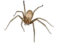 Brown recluse spider on a white background