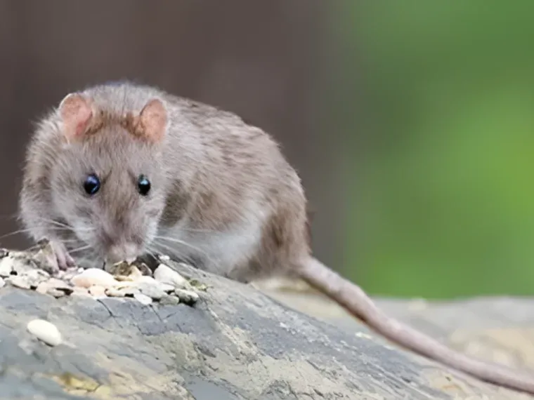 Brown rat eating seeds on a stone ledge